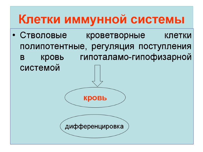 Клетки иммунной системы Стволовые кроветворные клетки полипотентные, регуляция поступления в кровь гипоталамо-гипофизарной системой 